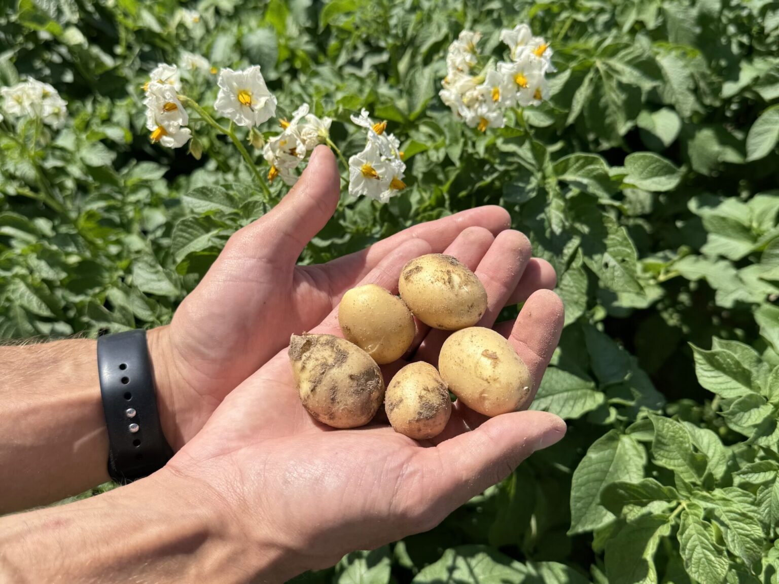 Czy integrowana produkcja to ekoschemat? Sprawdź, jak uzyskać dopłaty w 2026 roku