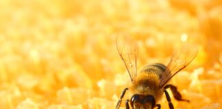 Miód z importu – czy jest gorszy? Nowe przepisy UE zmienią etykiety miodu od czerwca