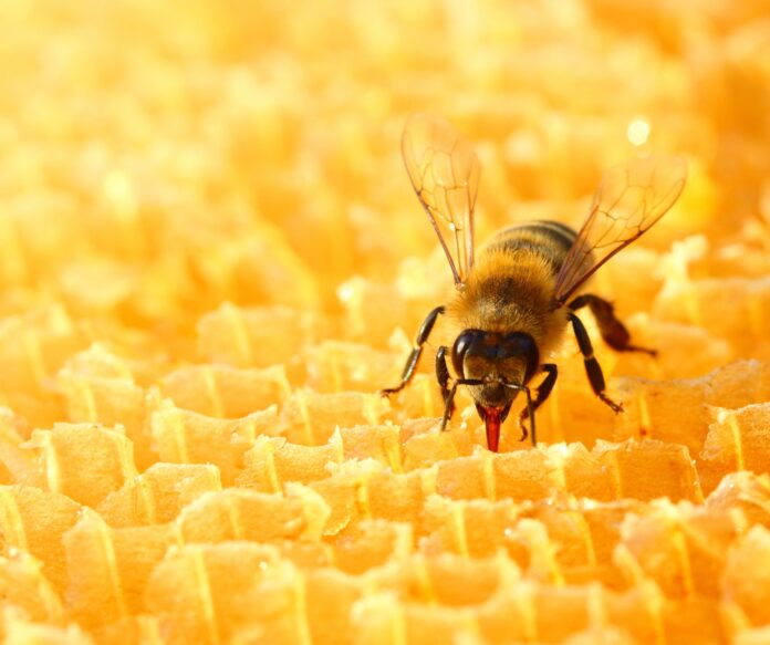 Miód z importu – czy jest gorszy? Nowe przepisy UE zmienią etykiety miodu od czerwca