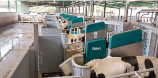 System doju automatycznego GEA DairyRobot