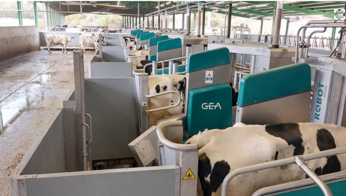 System doju automatycznego GEA DairyRobot