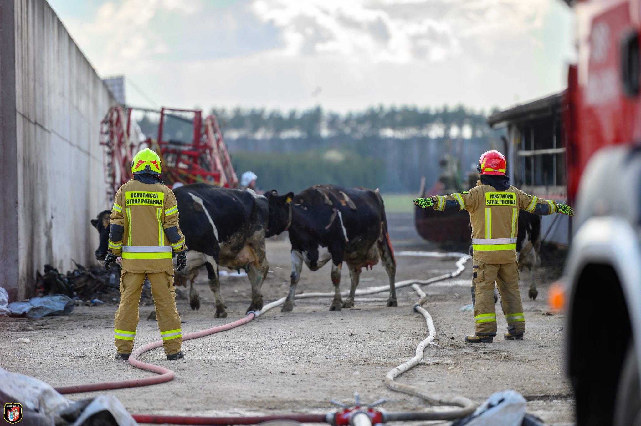 Dramatyczny pożar obory w Perlejewie. Walka o ocalenie inwentarza – w akcji drony i 11 zastępów straży