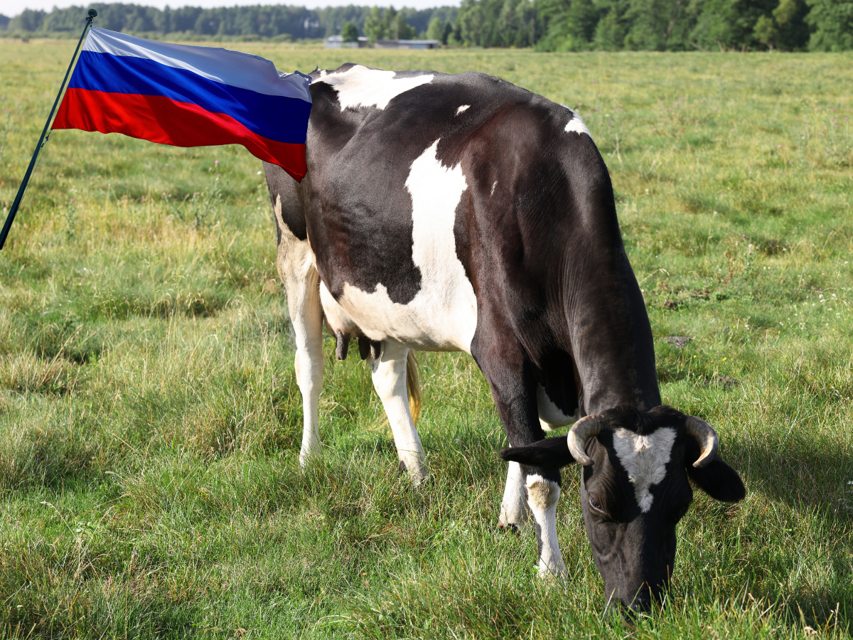 Krowi bunt na Syberii. Masowa konfiskata zwierząt uderza w reżim Putina