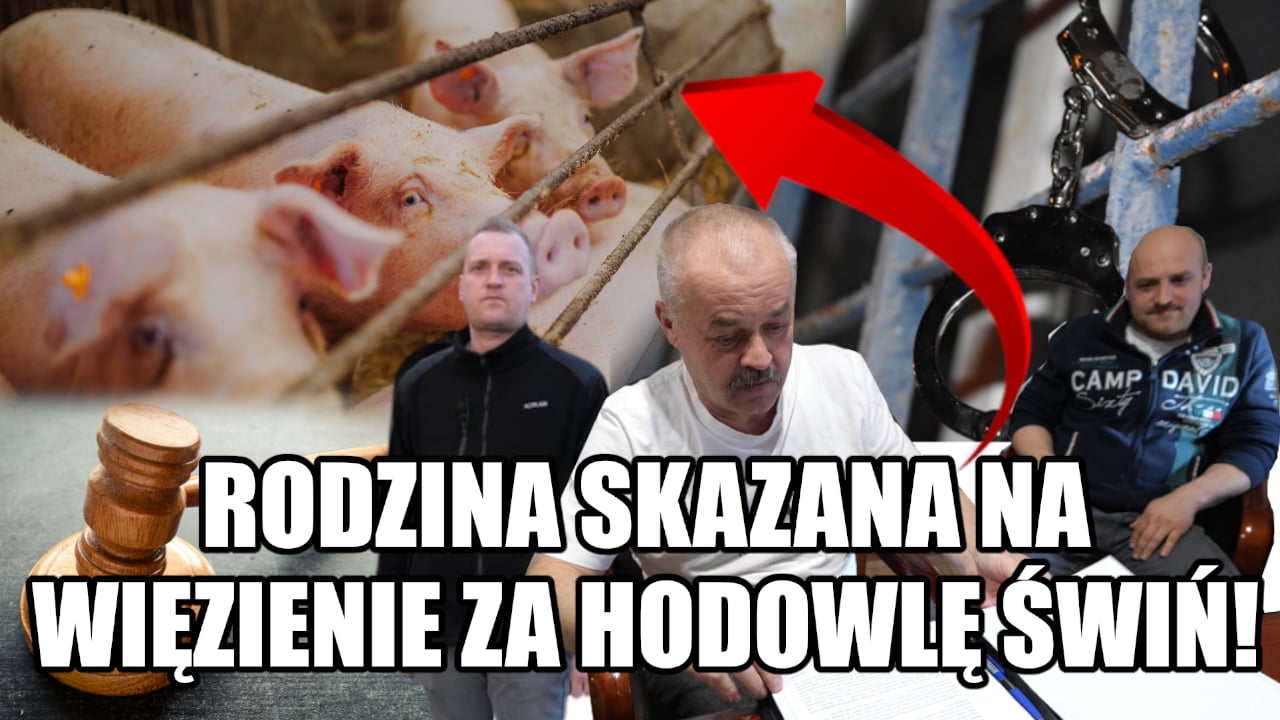 Precedensowy wyrok dla rolników. 8 miesięcy więzienia za zapachy z hodowli trzody chlewnej