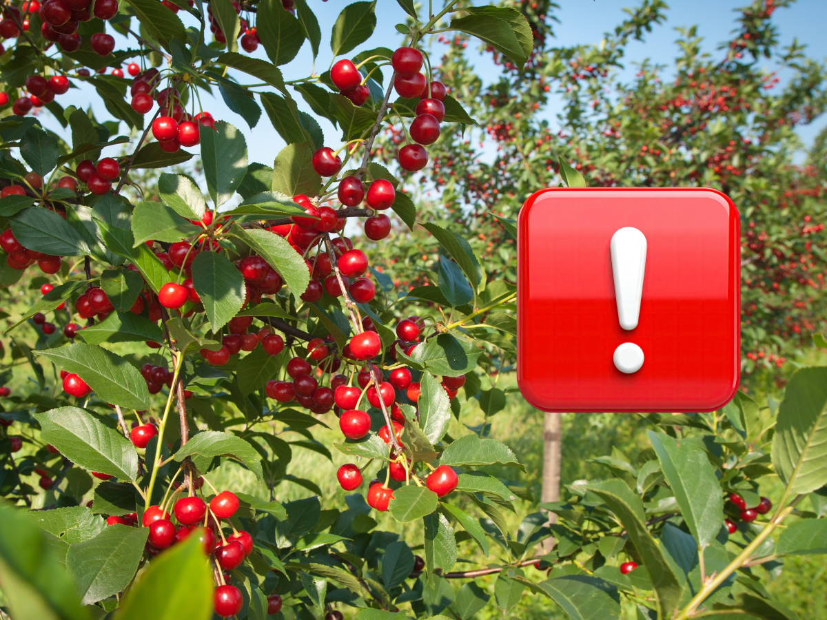 Bezczelna kradzież pod Sochaczewem! Złodzieje wykopali z sadu 300 nowo posadzonych wiśni!