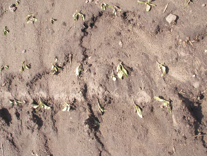 Trudny start buraka cukrowego – co utrudnia wschody i rozwój?