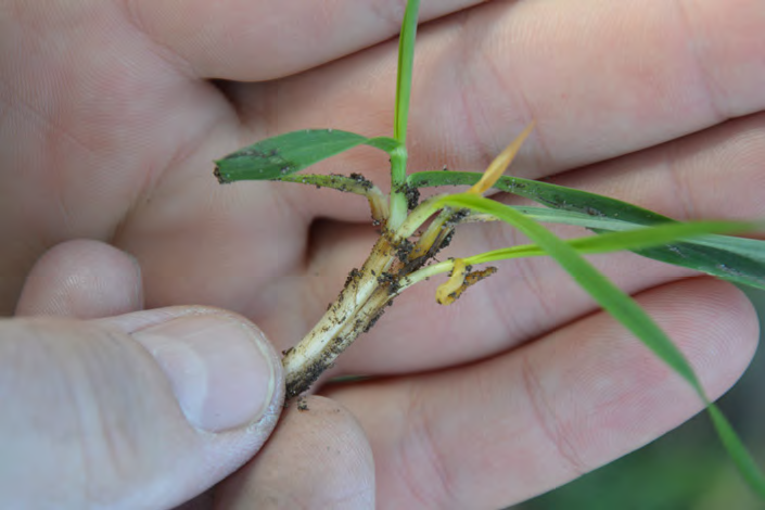 Zabieg T1 – Objawy fuzaryjnej zgorzeli