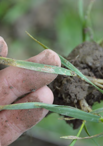 Zabieg T1 Objawy mączniaka prawdziwego zbóż
