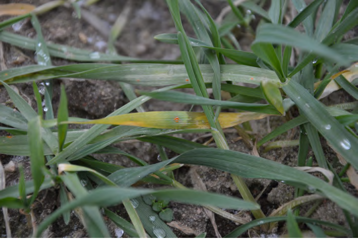 Zabieg T1 – Objawy rdzy brunatnej