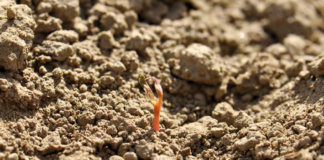 Trudny start buraka cukrowego – co utrudnia wschody i rozwój?