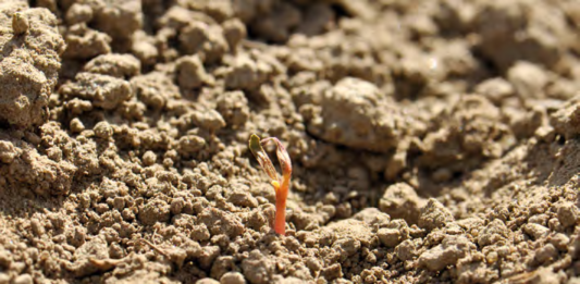 Trudny start buraka cukrowego – co utrudnia wschody i rozwój?