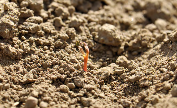 Trudny start buraka cukrowego – co utrudnia wschody i rozwój?