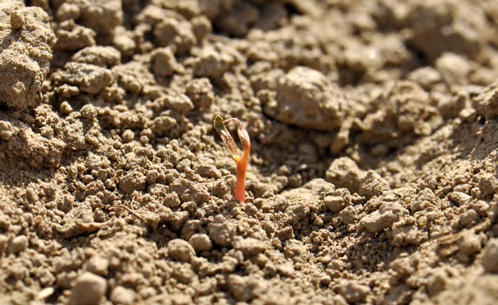 Problemy ze wschodami buraka cukrowego – winna gleba, pogoda czy błędy?