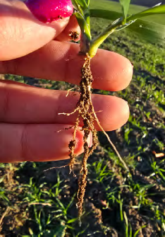 Efektywność nawożenia – dlaczego nawozy nie zawsze działają?