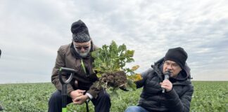 azot rzepak Profesor Szczepaniak