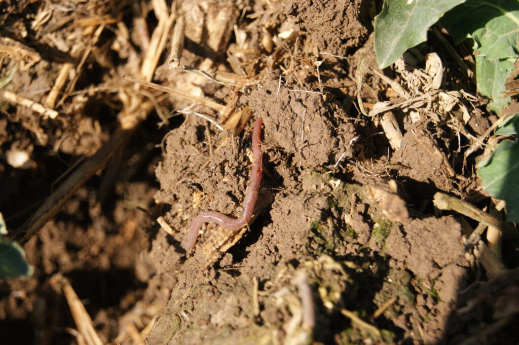 Rolnictwo regeneratywne