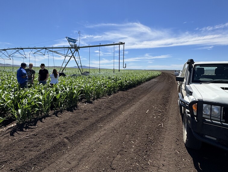Deszczownia szpulowa vs. mostowa (pivot). Jaki rodzaj nawadniania sprawdzi się lepiej?