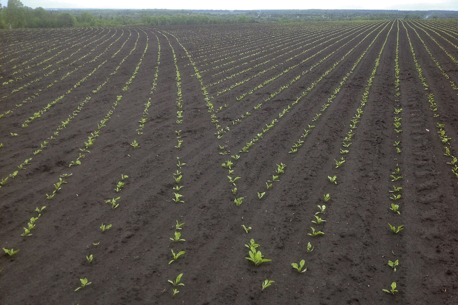 Siew buraka cukrowego – jak wykonać go precyzyjnie?