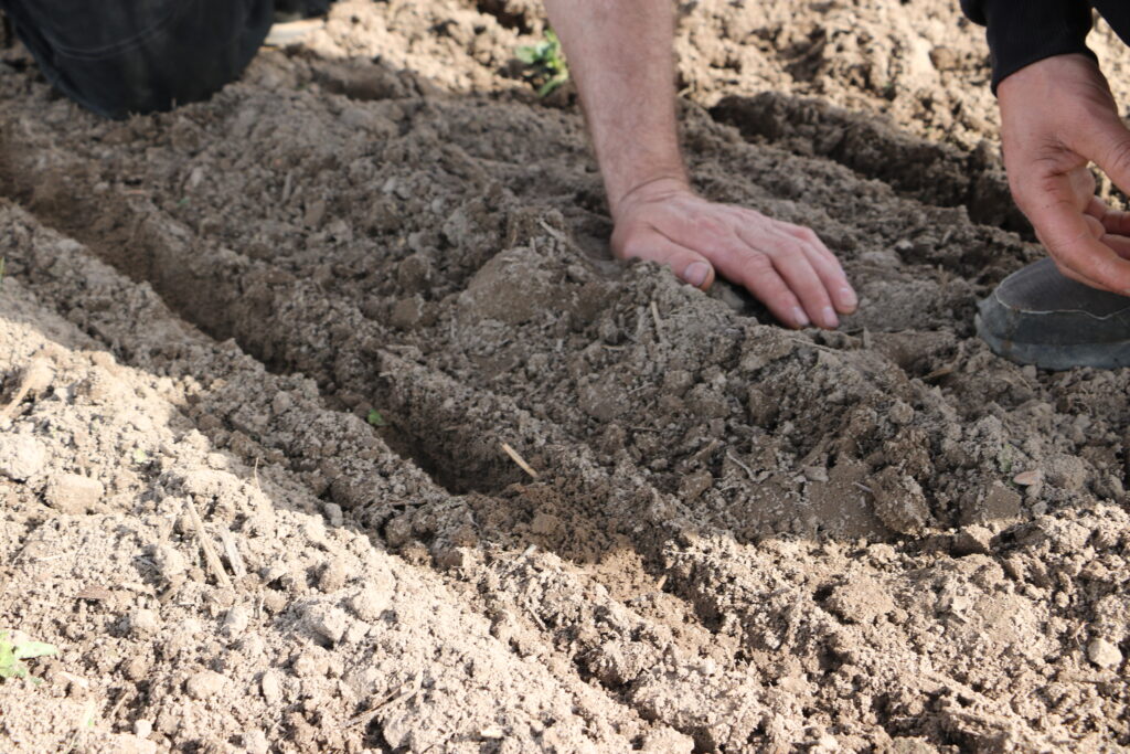Siew buraka cukrowego – jak wykonać go precyzyjnie?