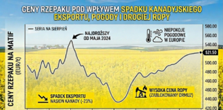 Ceny rzepaku rosną
