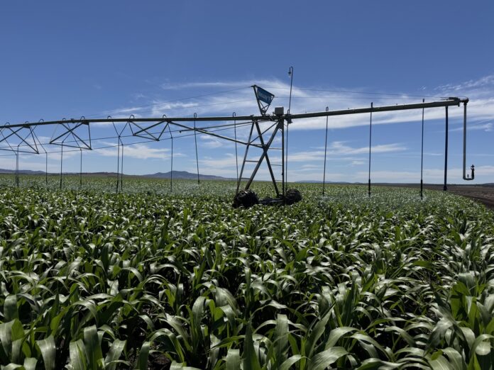 Deszczownia szpulowa vs. mostowa (pivot). Jaki rodzaj nawadniania sprawdzi się lepiej?