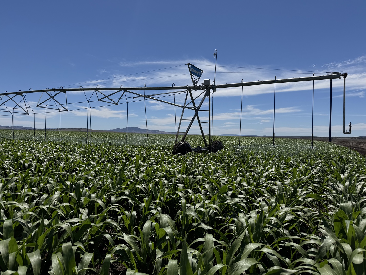 Deszczownia szpulowa vs. mostowa (pivot). Jaki rodzaj nawadniania sprawdzi się lepiej?