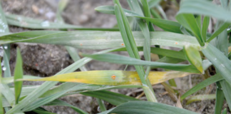 choroby liści zbóż