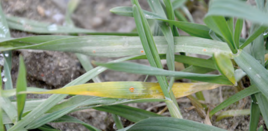 choroby liści zbóż