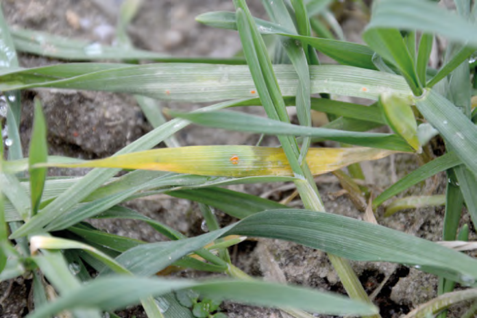 choroby liści zbóż