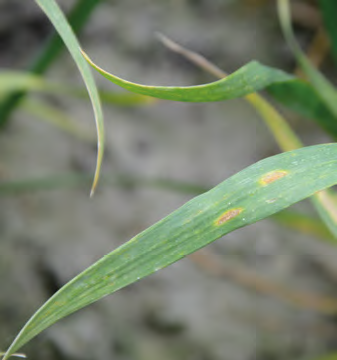 Liście zbóż jako „fabryka plonu” – dlaczego trzeba je chronić?