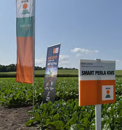 Burak cukrowy – uprawa, koszty i realia oczami praktyka 3 burak cukrowy