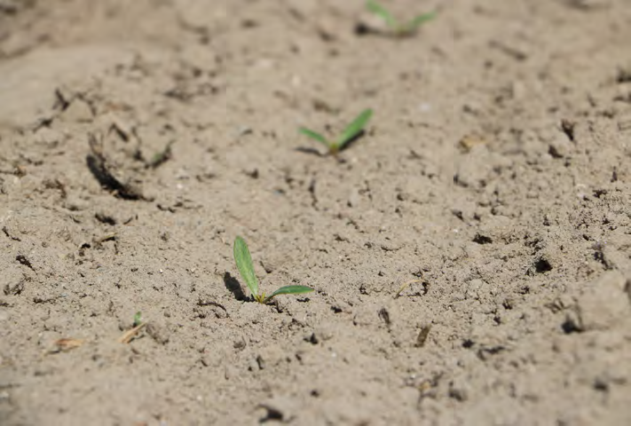 Burak cukrowy – uprawa, koszty i realia oczami praktyka