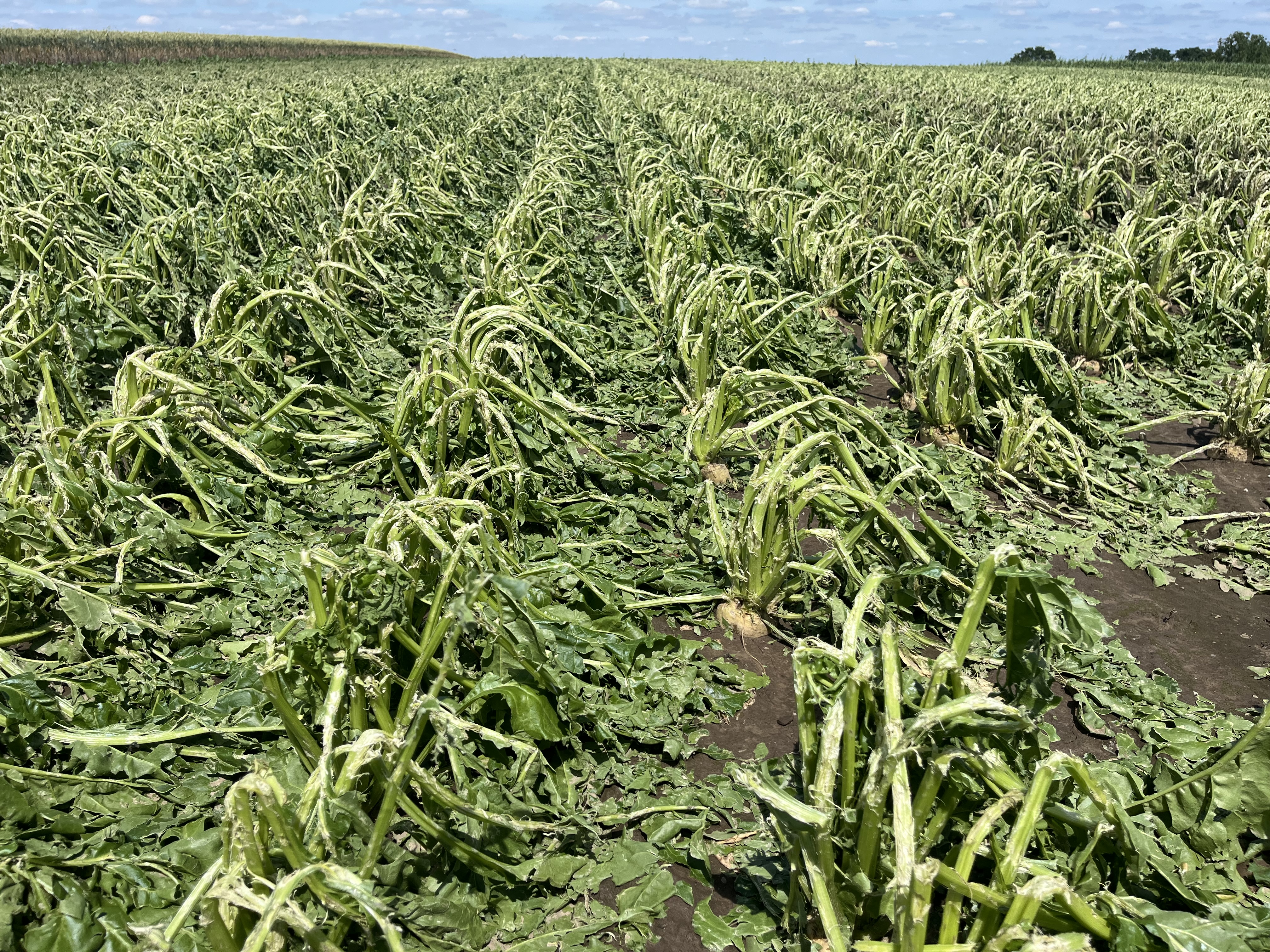 Ubezpieczenie upraw rolnych. choćby 30% więcej szkód z powodu zmian klimatu!