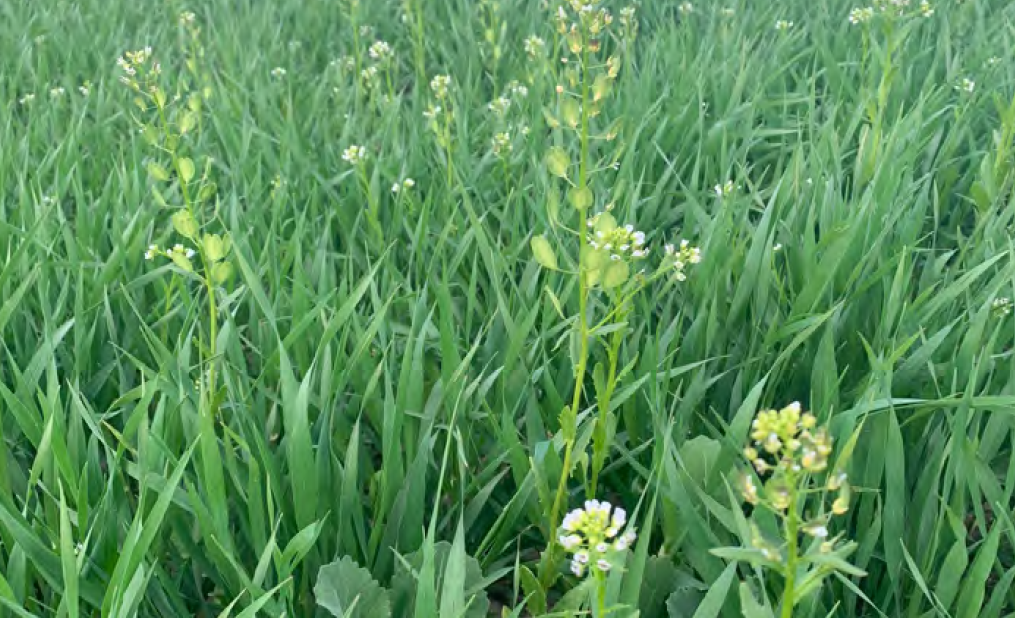 Chwasty w zbożach jarych – jakie występują i jak je zwalczać?