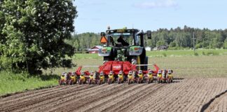 Siew buraka cukrowego – jak wykonać go precyzyjnie?