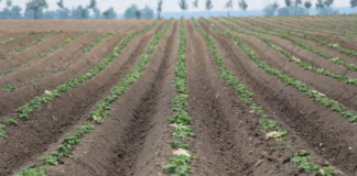 płodozmian zmianowanie