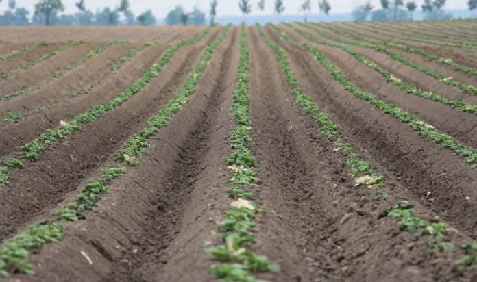 płodozmian zmianowanie