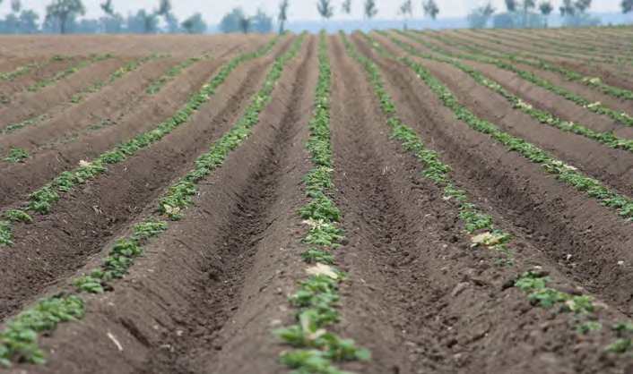 Czy płodozmian ma jeszcze sens? Fakty i praktyka