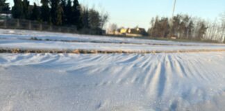 Ziemniaki pod włókniną