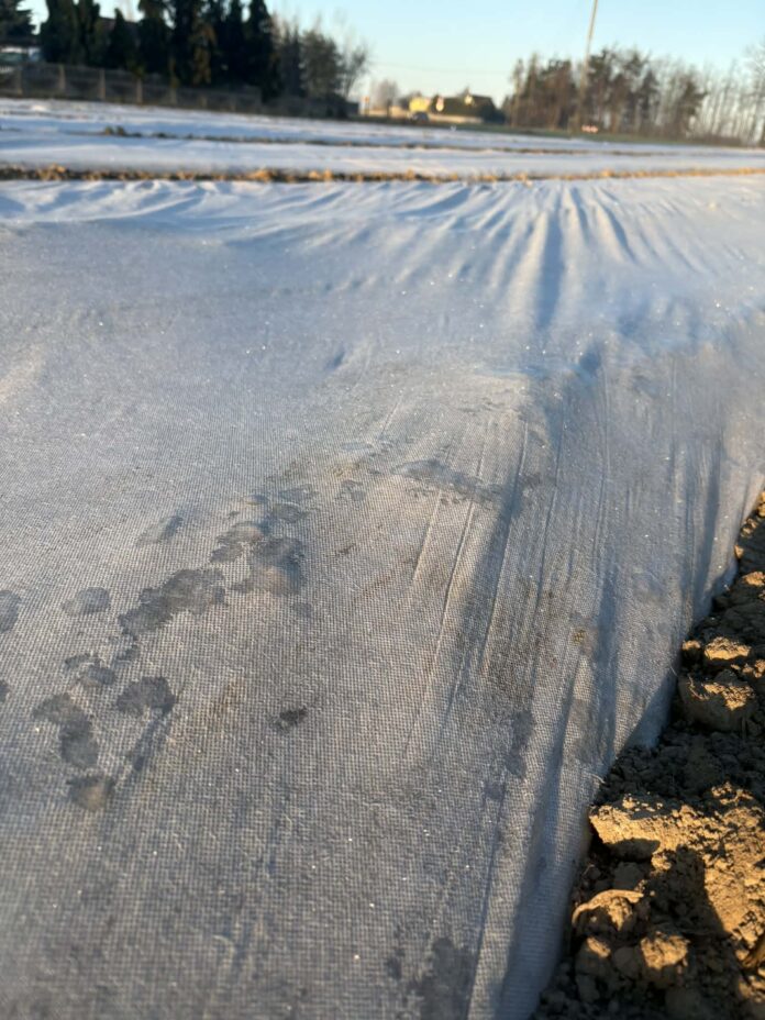 Ziemniaki pod włókniną