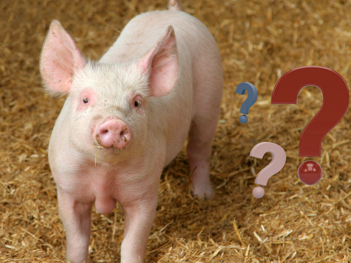 Ceny świń ostro w górę? Na rynku brakuje towaru, a cenniki…?