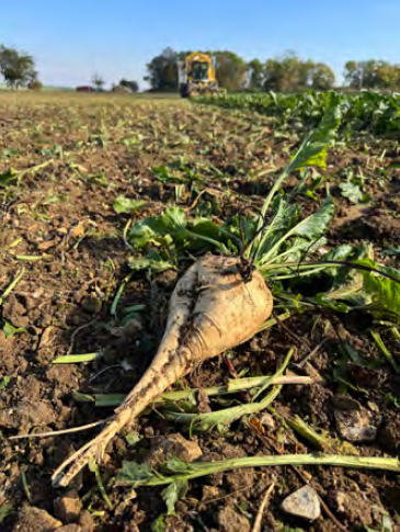 Burak cukrowy – uprawa, koszty i realia oczami praktyka 2