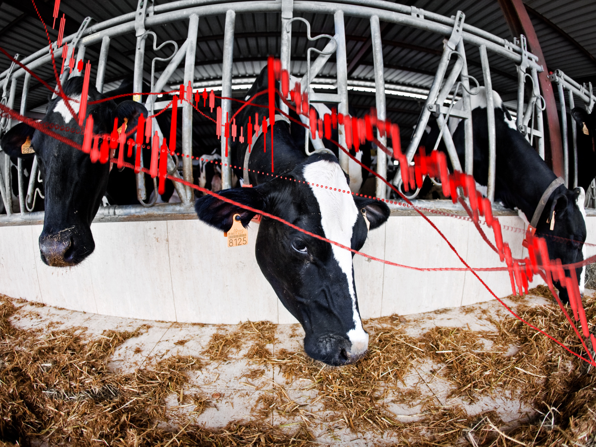 Co się dzieje z cenami mleka w Polsce? choćby na Podlasiu cena mleka spadła poniżej psychologicznej granicy