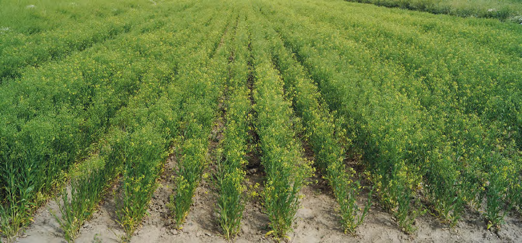 Lnianka siewna jako alternatywa dla rzepaku – czy warto ją uprawiać?