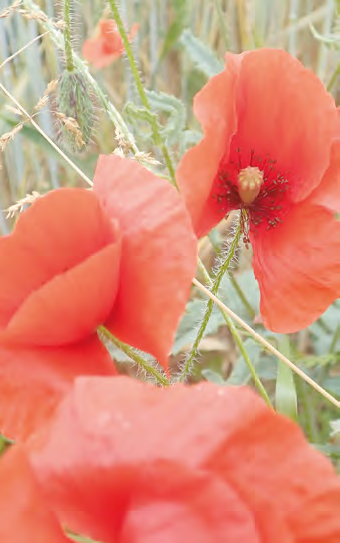 Chwasty w zbożach jarych