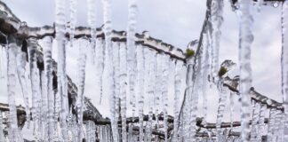 Ochrona mini kiwi przed przymrozkiem