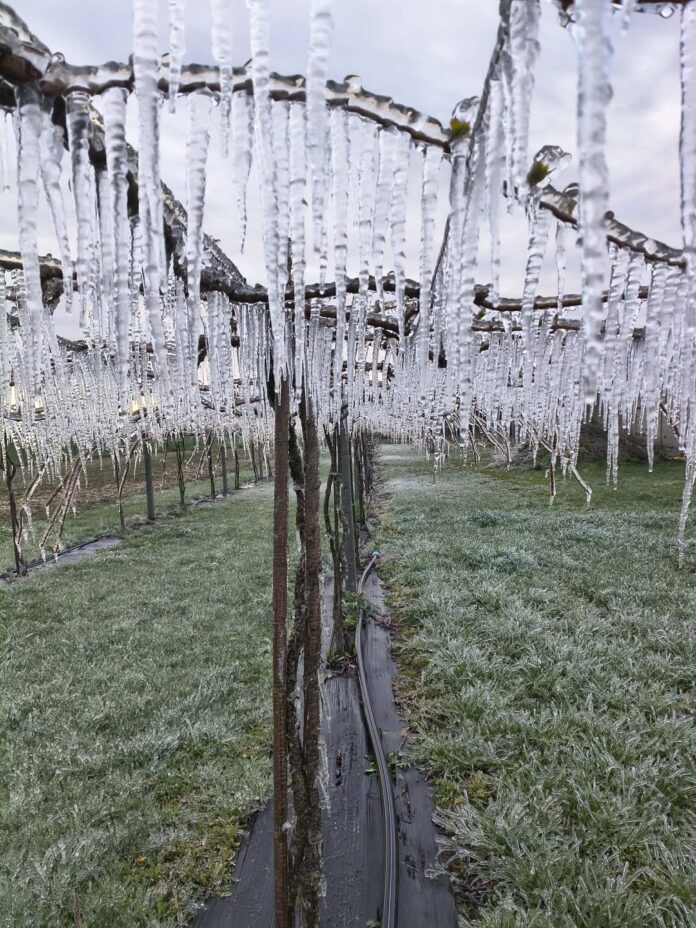 Ochrona mini kiwi przed przymrozkiem