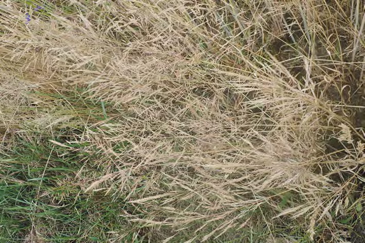 Chwasty w zbożach jarych