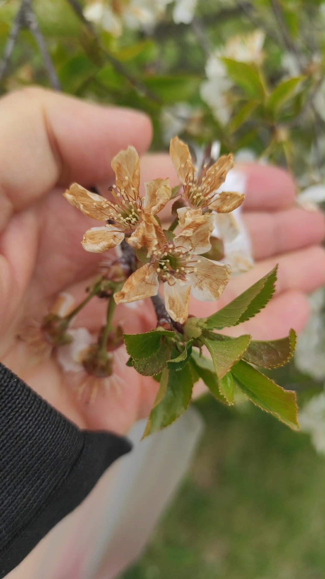 Katastrofa w lubelskich sadach! „Sytuacja jest dramatyczna”. LIR walczy o ratunek dla rolników