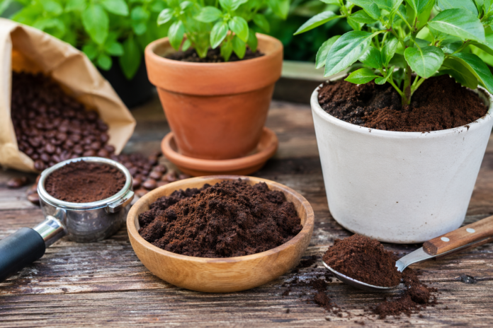 nawóz z fusów kawy